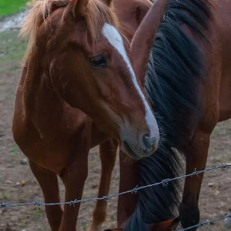 منزل ريفي Glogovac Kamenica (Gornji Milanovac)