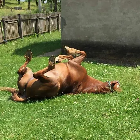 Glogovac منزل ريفي Kamenica (Gornji Milanovac)