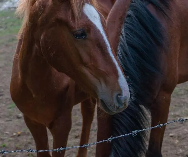 Venkovský dům Glogovac Kamenica (Gornji Milanovac)