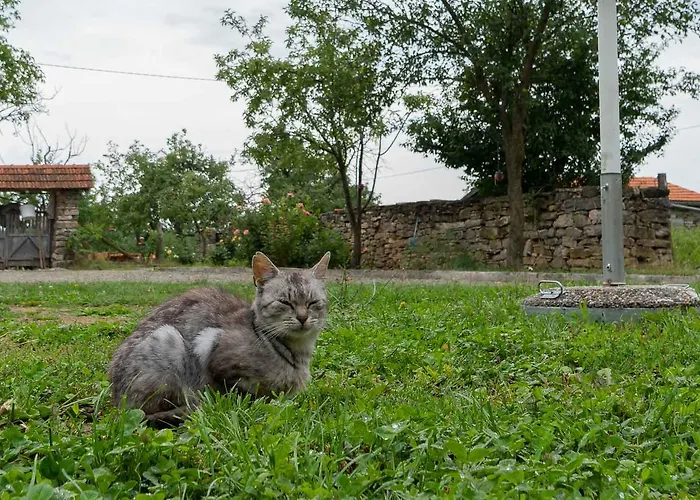 Glogovac Venkovský dům Kamenica (Gornji Milanovac)