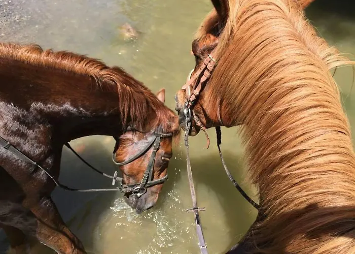 Glogovac Venkovský dům *